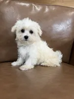 Henny, a female Maltese for sale in Irvington, KY – 4 of 10
