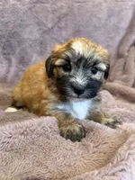 Fannie, a female Maltese and Yorkshire Terrier for sale in Irvington, KY – 5 of 10