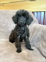 Friskie, a female Poodle - Toy  for sale in Irvington, KY – 9 of 10