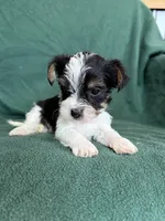 Sammy, a male Yorkshire Terrier for sale in Irvington, KY – 3 of 7