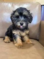 SALE!!! Pixie, a female Yorkipoo for sale in Irvington, KY – 5 of 8