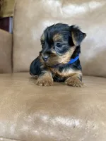 Boo, a male Yorkshire Terrier for sale in Irvington, KY – 2 of 10