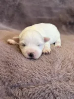 Klara , a female Maltese for sale in Irvington, KY – 5 of 6