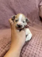 Dewdrop, a male Maltipoo for sale in Irvington, KY – 2 of 6