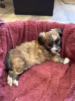 Felicity, a female Maltese and Yorkshire Terrier for sale in Irvington, KY – 3 of 10