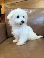 Hazel, a female Maltese for sale in Irvington, KY – 5 of 10
