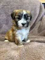 Felicity, a female Maltese and Yorkshire Terrier for sale in Irvington, KY – 5 of 10