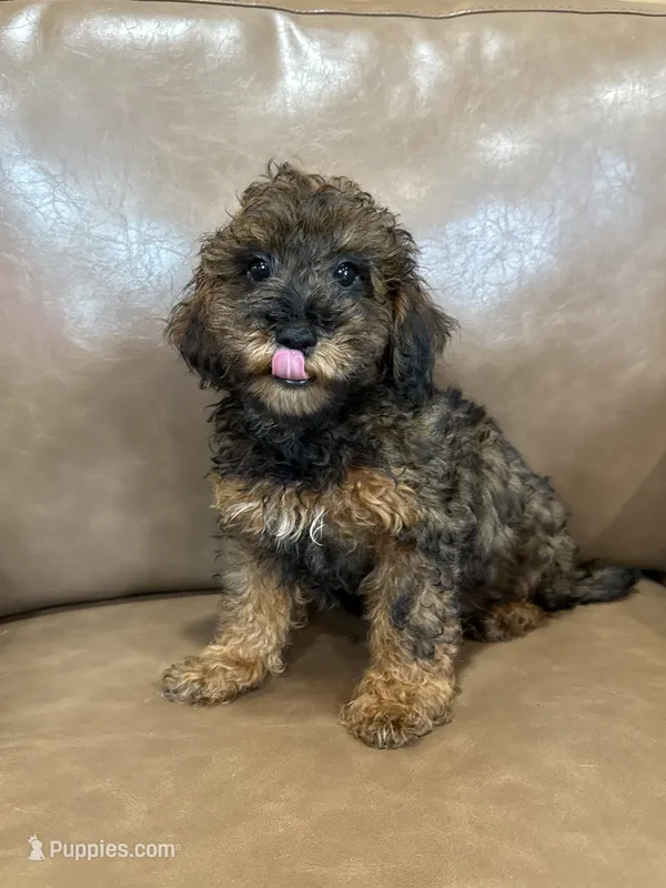 Brody – Poodle - Toy  puppy for sale in Irvington, KY