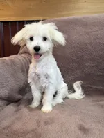 Hannah, a female Maltese for sale in Irvington, KY – 6 of 10