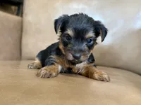 Beau, a male Yorkshire Terrier for sale in Irvington, KY – 6 of 10