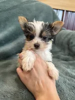 Yoshi, a male Yorkshire Terrier for sale in Irvington, KY – 6 of 10