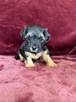 Pixie, a female Yorkipoo for sale in Irvington, KY – 4 of 8