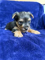 Barley, a male Yorkshire Terrier for sale in Irvington, KY – 2 of 8