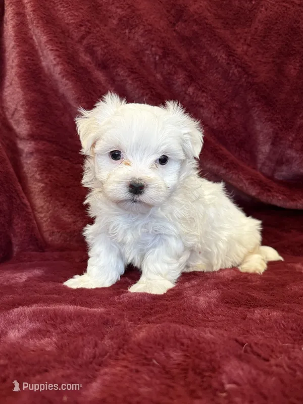 Hannah – Maltese puppy for sale in Irvington, KY