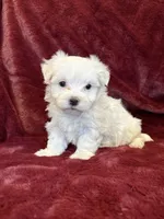 Hannah, a female Maltese for sale in Irvington, KY – 1 of 7