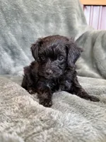 Maverick, a male Yorkipoo for sale in Irvington, KY – 2 of 7