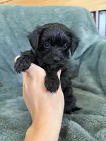 Maverick, a male Yorkipoo for sale in Irvington, KY – 7 of 7