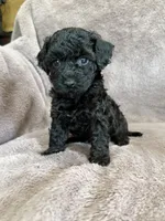 Black girl, a female Poodle - Toy  for sale in Irvington, KY – 8 of 8