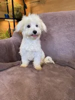 SALE!!! Hannah, a female Maltese for sale in Irvington, KY – 8 of 10