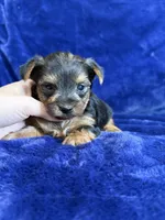 Barley, a male Yorkshire Terrier for sale in Irvington, KY – 3 of 8