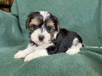 Sunny, a male Yorkshire Terrier for sale in Irvington, KY – 5 of 10