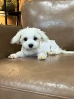 Harris, a male Maltese for sale in Irvington, KY – 5 of 10