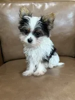 Yuri, a male Yorkshire Terrier for sale in Irvington, KY – 3 of 6