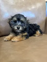 SALE!!! Pixie, a female Yorkipoo for sale in Irvington, KY – 3 of 8