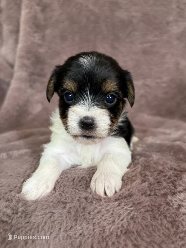 Stella – Yorkshire Terrier puppy for sale in Irvington, KY