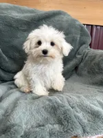 Harris, a male Maltese for sale in Irvington, KY – 6 of 7
