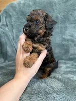Phantom boy, a male Poodle - Toy  for sale in Irvington, KY – 6 of 10