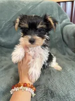 Yarrow, a male Yorkshire Terrier for sale in Irvington, KY – 3 of 6