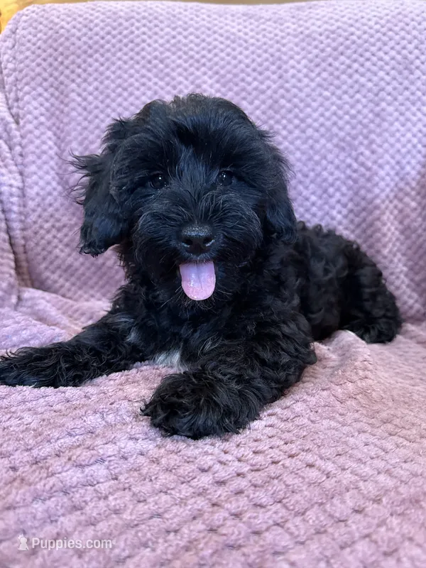 SALE!! Paisley  – Yorkipoo puppy for sale in Irvington, KY
