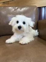 Hazel, a female Maltese for sale in Irvington, KY – 8 of 10