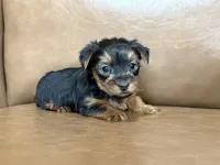 Boo, a male Yorkshire Terrier for sale in Irvington, KY – 4 of 10