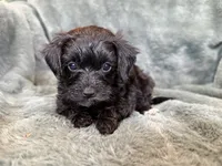 Maverick, a male Yorkipoo for sale in Irvington, KY – 5 of 7