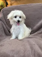 Henny, a female Maltese for sale in Irvington, KY – 6 of 10