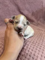 Dewdrop, a male Maltipoo for sale in Irvington, KY – 4 of 6