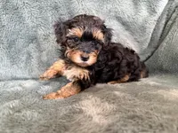 Mateo, a male Yorkipoo for sale in Irvington, KY – 2 of 7