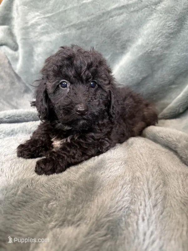 Bob – Poodle - Toy  puppy for sale in Irvington, KY