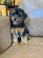 Petey, a male Yorkipoo for sale in Irvington, KY – 4 of 10