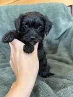 Maverick, a male Yorkipoo for sale in Irvington, KY – 3 of 7