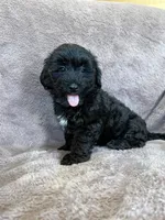 Paisley, a female Yorkipoo for sale in Irvington, KY – 4 of 10