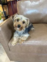 Callie, a female Yorkshire Terrier for sale in Irvington, KY – 5 of 6