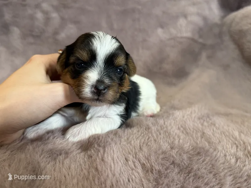 Star – Yorkshire Terrier puppy for sale in Irvington, KY
