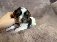 Star, a female Yorkshire Terrier for sale in Irvington, KY – 1 of 5