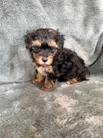 Mateo, a male Yorkipoo for sale in Irvington, KY – 5 of 7