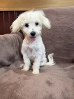 Hannah, a female Maltese for sale in Irvington, KY – 7 of 10