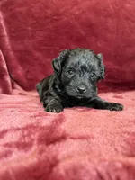 Pearl, a female Yorkipoo for sale in Irvington, KY – 6 of 10
