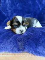 Sunny, a male Yorkshire Terrier for sale in Irvington, KY – 5 of 5
